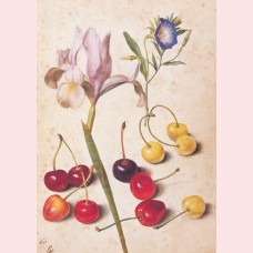 Cherries, iris, bindweed